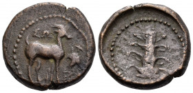 KYRENAICA. Kyrene. Ophellas, Ptolemaic Governor, first reign, circa 322-313 BC. (Bronze, 18 mm, 6.87 g, 7 h). ΣΩ Gazelle standing to right; before, gr...