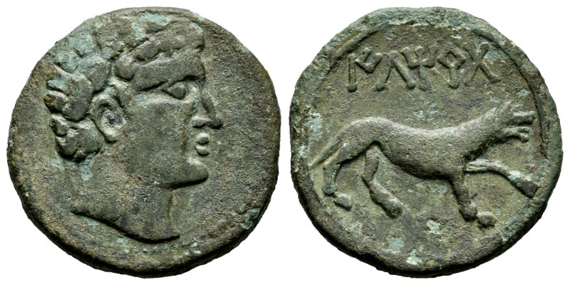 Iltirta. Unit. 200-20 BC. Lleida (Cataluña). (Abh-1475). (Acip-1296). Anv.: Male...