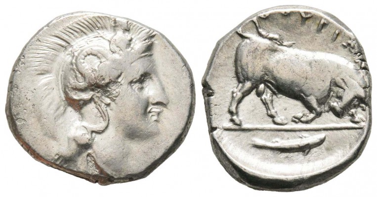 Lucanie, Statère, AG 7.8 g. 
Avers : Tête laurée d'Athéna à droite coiffée du c...
