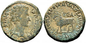 Caesaraugusta. Augustus period. Unit. 27 BC - 14 AD. Zaragoza. (Abh-328). (Acip-3051). Anv.: AVGVSTVS. DIVI. around laureate head of Augustus right. R...