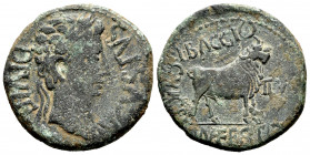 Kelse-Celsa. Augustus period. Unit. 27 BC - 14 AD. Velilla de Ebro (Zaragoza). (Abh-809). (Acip-3164). Anv.: AVGVSTVS. DIVI. F. Laureate head of Augus...