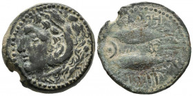 GADES (Cádiz). As. (Ae. 13,51g/27mm). 100-20 a.C. (FAB-1343). Anv: Cabeza de Hércules con piel de león a izquierda con clava. Rev: Dos atunes a izquie...