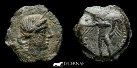 Hispain Julius Caesar times Bronze Semis 5.30 g., 19 mm. Corduba 44 BC Good very fine (MBC)