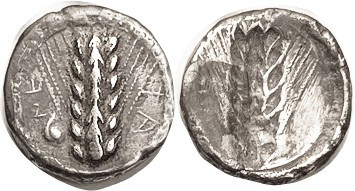 METAPONTUM, Archaic Nomos or Stater, c. 470-440 BC, thick 19 mm flan, Barley gra...