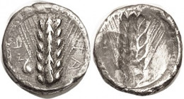 METAPONTUM, Archaic Nomos or Stater, c. 470-440 BC, thick 19 mm flan, Barley grain, ethnic divided betw rt & left, ram's head at lower left/barley gra...