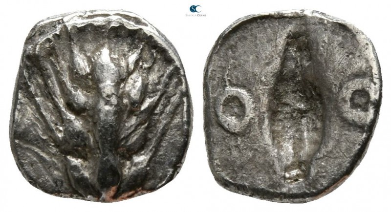 Lucania. Metapontion circa 540-510 BC.
Diobol AR

9mm., 0,76g.

Barley-ear ...