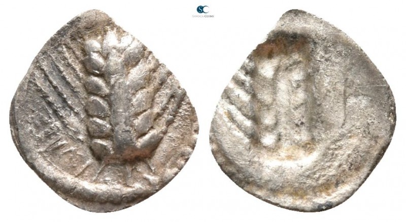 Lucania. Metapontion circa 530-510 BC.
Hemiobol AR

9mm., 0,16g.

Ear of ba...