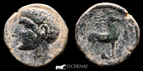 Carthaginians Bronze Calco 10.80 g., 24 mm. Cartagonova 220 B.C. Good very fine (MBC)