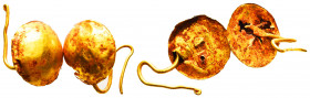 Ancient Roman A pair of Gold Rings,
circa 1st - 3rd AD.
Reference:
Condition: Very Fine

Weight: 1,4 gr
Diameter: lot