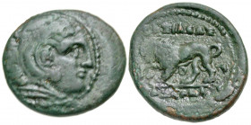 Macedonian Kingdom. Kassander. 316-297 B.C. AE half unit (18.6 mm, 3.41 g, 4 h). Pella or Amphipolis mint. Head of Herakles right, wearing lion's skin...