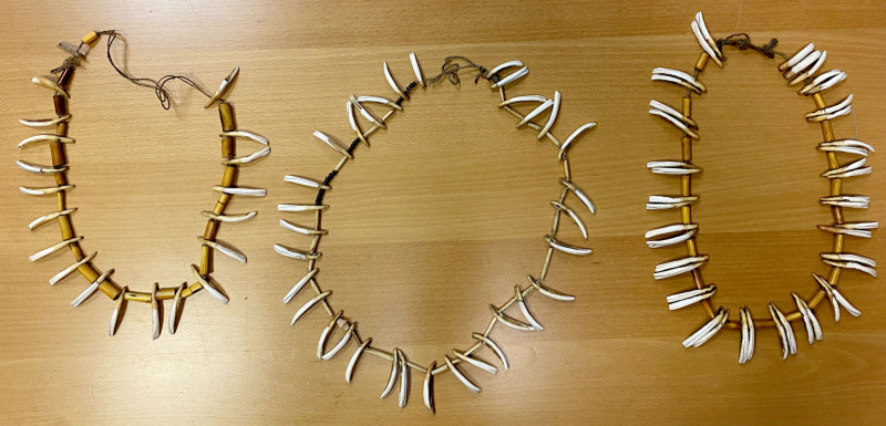 PAPUA NEW GUINEA: LOT of 3 pig teeth necklaces, Opitz p.251, measuring 95, 90, a...