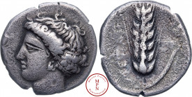 Lucanie, Metaponte, Nomos, 400-340 avant J.-C., Av. Tête de Déméter à gauche, Rv. METAP, Épi d'orge avec une feuille à droite, sur laquelle est posée ...
