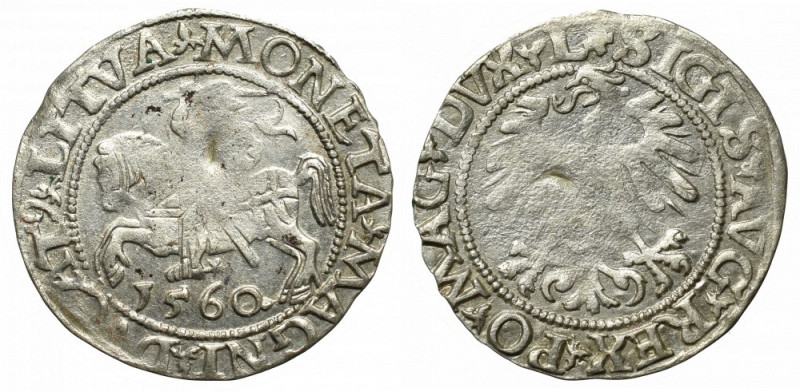 Sigismund II Augustus, Halfgroat 1560, Vilnius - L/LITVA Ładny egzemplarz, niedo...