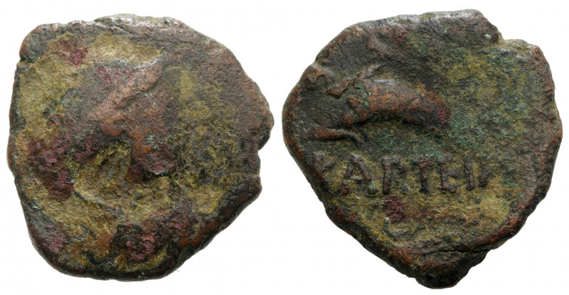 Spain, Carteia, 1st century BC. Æ Semis (25mm, 8.92g, 7h). Laureate head r. R/ D...