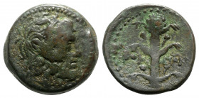 Kyrenaica, Koinon, c. 250-246 BC. Æ (24mm, 10.05g, 11h). Head of Zeus-Ammon r., wearing tainia. R/ Silphium plant. SNG Copenhagen 1280; BMC 22–9. Gree...