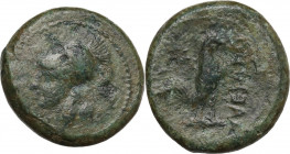 Greek Italy. Samnium, Southern Latium and Northern Campania, Suessa Aurunca. AE 21, c. 265-240 BC. Obv. Helmeted head of MInerva left. Rev. Cock stand...
