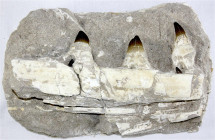 Fossilien
Großes Unterkieferfragment eines Mosasauriers (Prognathodon) mit 3 großen Zähnen und angelegten neuen nachwachsenden Zähnen. Späte Kreideze...