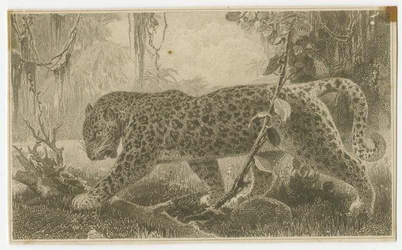 Belgian Congo. ND (1941 to 1952), Intaglio printed proof on card of a leopard wa...