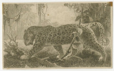 Banque Du Congo Belge, ca.1941 to 1952 Proof Vignette of Leopard.