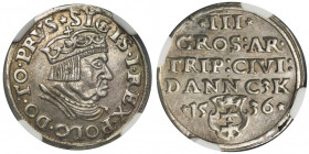 Sigismund I the Old, 3 Groschen Danzig 1536 - NGC AU58 R1