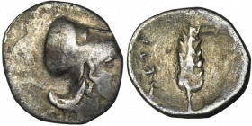 Greece, Lucania, Metapontum, Obol