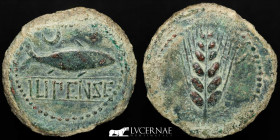 Hispania - Ilipense/Ilipa bronze As 21,9 g., 34 mm. Ilipense/Ilipa II B.C. Good very fine (MBC)