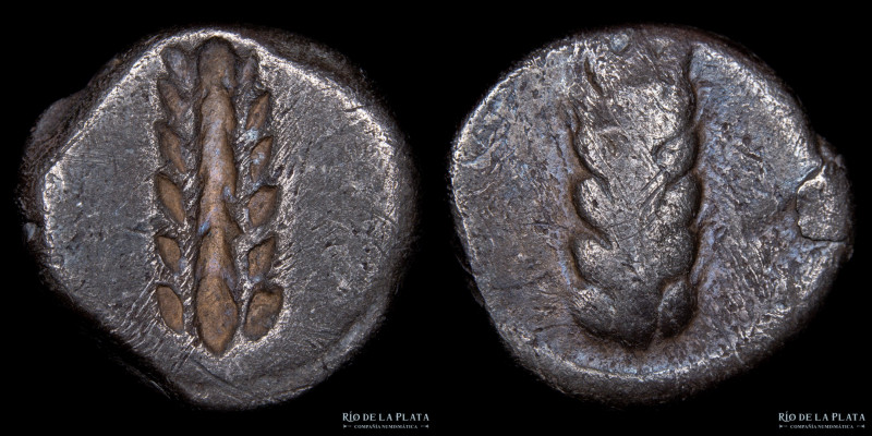 Metaponto (Lucania) AR Stater 510-470AC, tipo arcaico. 17.3mm; 7.43g. A: Grano d...