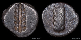 Metaponto (Lucania) AR Stater 510-470AC, tipo arcaico