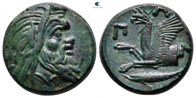 Cimmerian Bosporos. Pantikapaion circa 310-304 BC. 
Bronze Æ

18 mm, 6,21 g
...