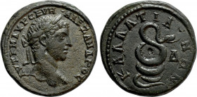 MOESIA INFERIOR. Kallatis. Severus Alexander (222-235). Ae Tetrassarion