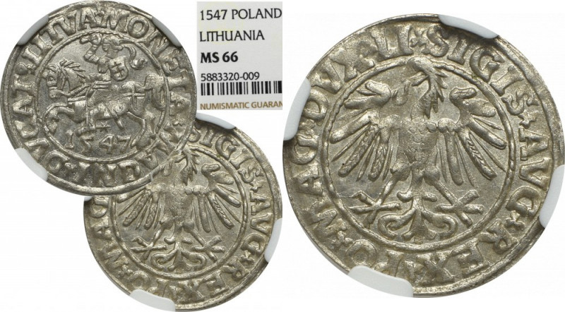 Sigismund II Augustus, Halfgroat 1547, Vilnius - NGC MS65 Okazowy, menniczy egze...