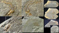 Ere Eocène - 4 Plaques fossiles
4 plaques avec des fossiles de poissons. Dimensions : 65 à 150 mm.