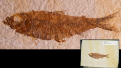 Ere Eocène - Plaque calcaire fossile
Plaque calcaire avec un fossile de poisson, le Knightia, de la famille du Hareng. Ce poisson se trouve dans la G...