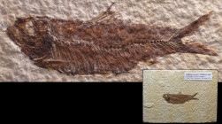 Ere Eocène - Plaque calcaire fossile
Plaque calcaire avec un fossile de poisson, le Knightia, de la famille du Hareng. Ce poisson se trouve dans la G...