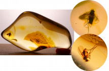 Baltique - Bloc d'ambre avec inclusion d'insectes - 40 millions d'année
Bloc d'ambre avec 2 insectes complets. Dimensions : 40*22 mm. Poids : 4.18 gr...
