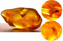 Baltique - Bloc d'ambre avec inclusion d'insectes - 40 millions d'année
Bloc d'ambre avec 2 insectes complets. Dimensions : 50*30 mm. Poids : 8.89 gr...