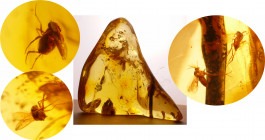 Baltique - Bloc d'ambre avec inclusion d'insectes - 40 millions d'année
Bloc d'ambre avec au moins 5 insectes complets et des vegetaux. Dimensions : ...