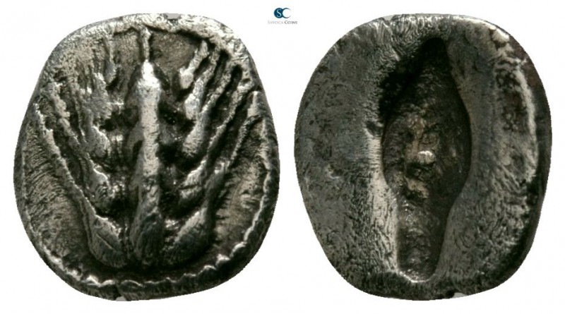 Lucania. Metapontion circa 510-460 BC. 
Obol AR

8mm., 0,80g.

Barley-ear w...