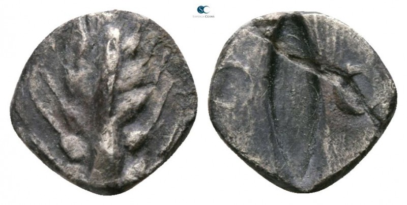 Lucania. Metapontion circa 510-460 BC. 
Obol AR

7mm., 0,42g.

Barley-ear w...