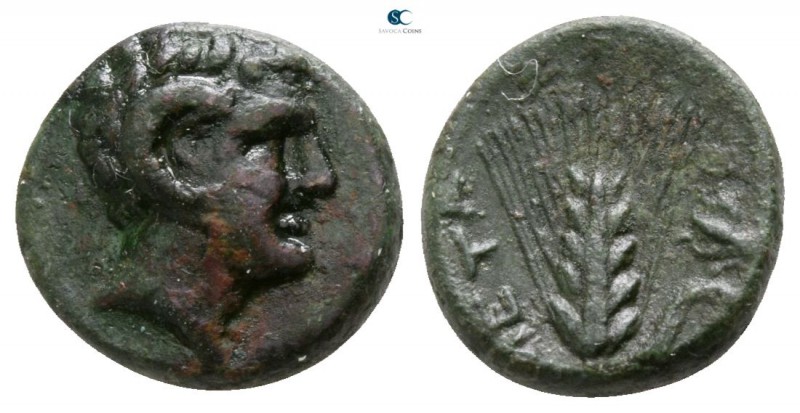 Lucania. Metapontion circa 300-250 BC. 
Bronze Æ

8mm., 1,40g.

Head of Apo...