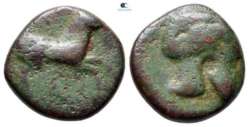 Sicily. Entella circa 342-339 BC. 
Bronze Æ

14 mm, 4,13 g



fine