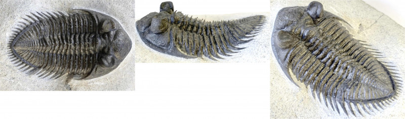Fossilien
Bestachelter Dreilappkrebs (Trilobit, Ebenochile sp.). Unteres Devon,...