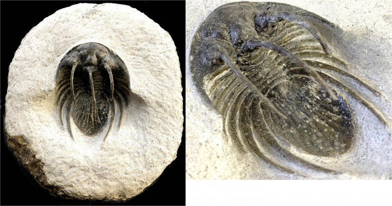 Fossilien
Bestachelter Dreilappkrebs (Trilobit, Kolyhapeltis tiflatensis). Unte...