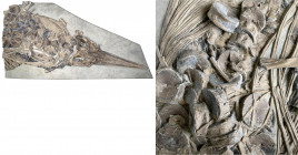 Fossilien
Teilfossil (Kopf und Vorderkörper) des Fischsauriers (Ichthyosaurier, Stenopterygius quadriscissus, QUENSTEDT 1856). Unterer Jura (Lias), U...