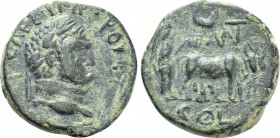 PISIDIA. Antioch. Titus (Caesar, 69-79). Ae.