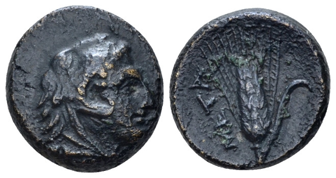 Lucania, Metapontum Bronze circa 300-250, Æ 15.00 mm., 3.67 g.
 Head of Heracle...