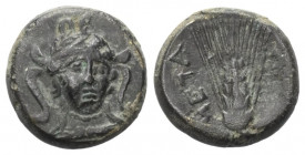 Lukanien. Metapont.

 Bronze. Ca. 300 - 250 v. Chr.
Vs: Kopf der Athena mit attischem Helm und Lorbeerkranz en face, leicht nach rechts gewendet.
...