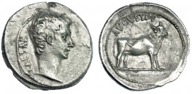 AUGUSTO. Denario. Samos (21-20 a.C.). A/ Cabeza descubierta de Augusto a der.; detrás: CAESAR. R/ Ternera a der.; encima: AVGVSTVS. FFC-19. SB-28. Oxi...