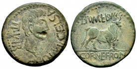 Kelse-Celsa. Augustus period. Unit. 27 BC - 14 AD. Velilla de Ebro (Zaragoza). (Abh-804). Anv.: COL. V. I. CELSA. II. VIR. Head of Augustus right. Rev...