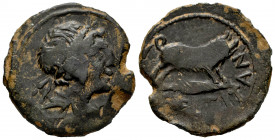 Celtitan. Unit. 50 BC. Peñaflor (Sevilla). (Abh-822). Anv.: Laureate head right. Rev.: Boar right, on spearhead, latin legend CELTITAN below. Ae. 13,8...